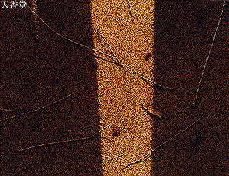 ��83����{���ʓW(1995) ��