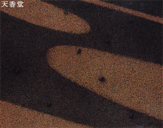 ��82����{���ʓW(1994) ���\��