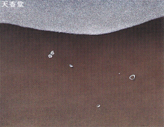 ��82�񓹓W(2007) ���\��